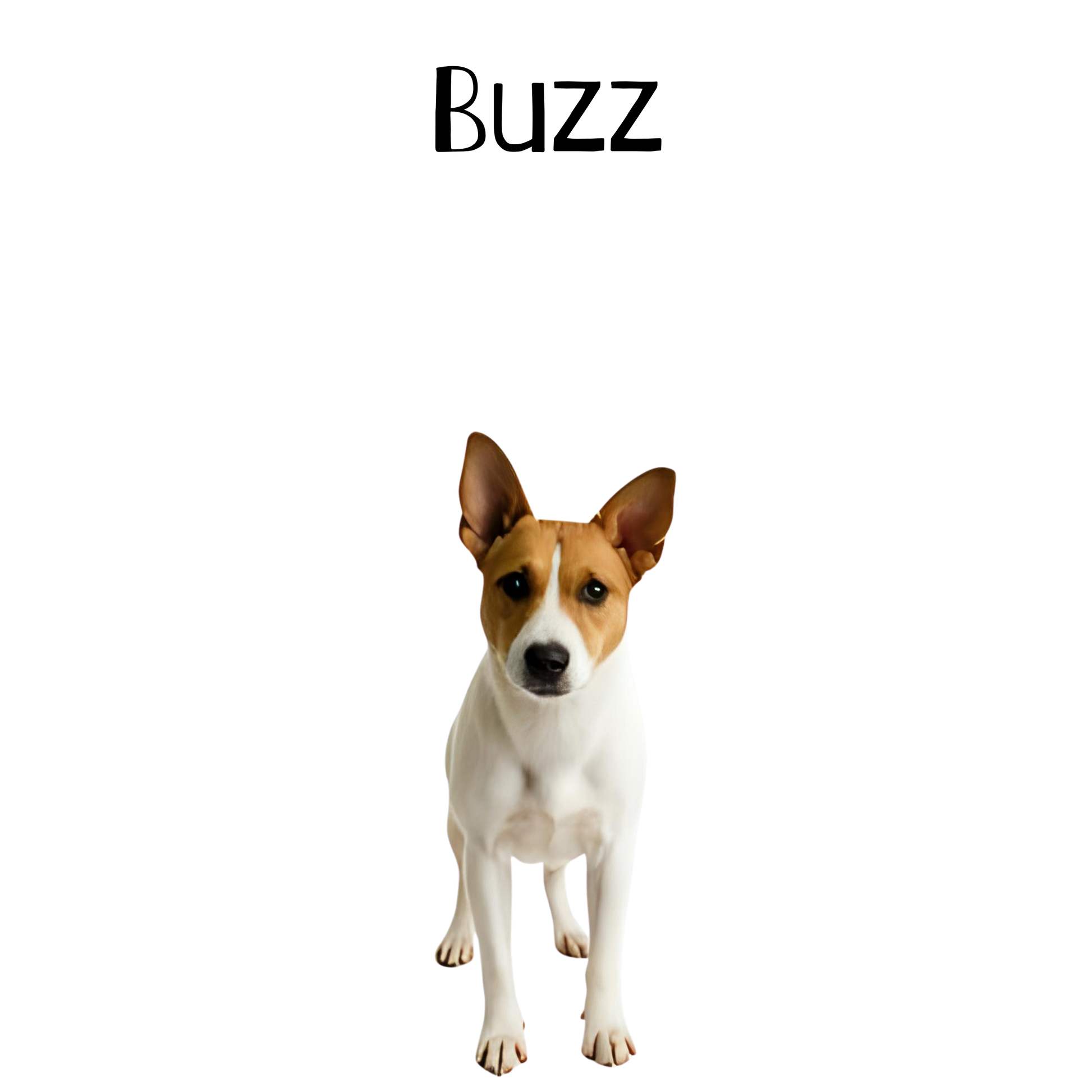 Jack Russel Dog with 'Buzz' text above on a white background