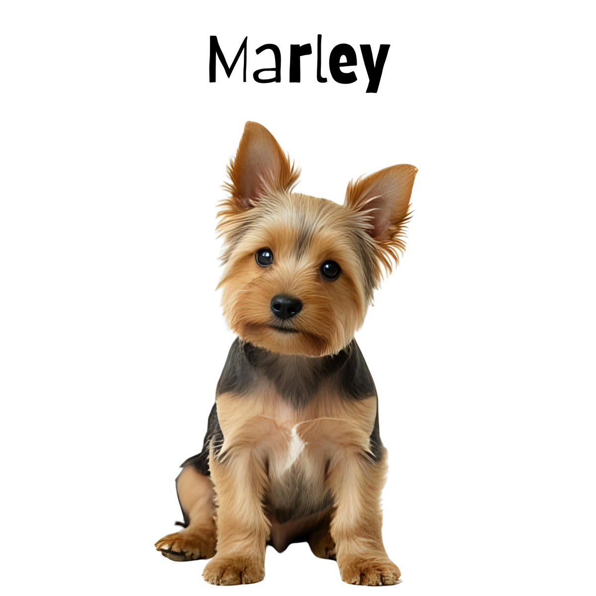 Small dog with a name 'Marley' above it on a white background